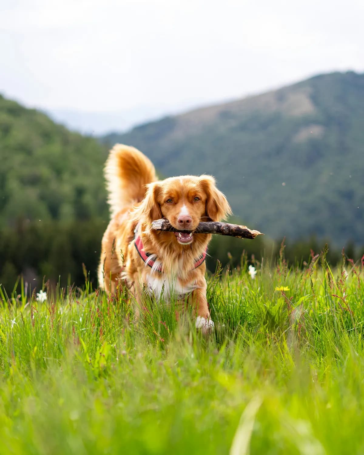 A Toller retriever carrying a stick in a sunny meadow
