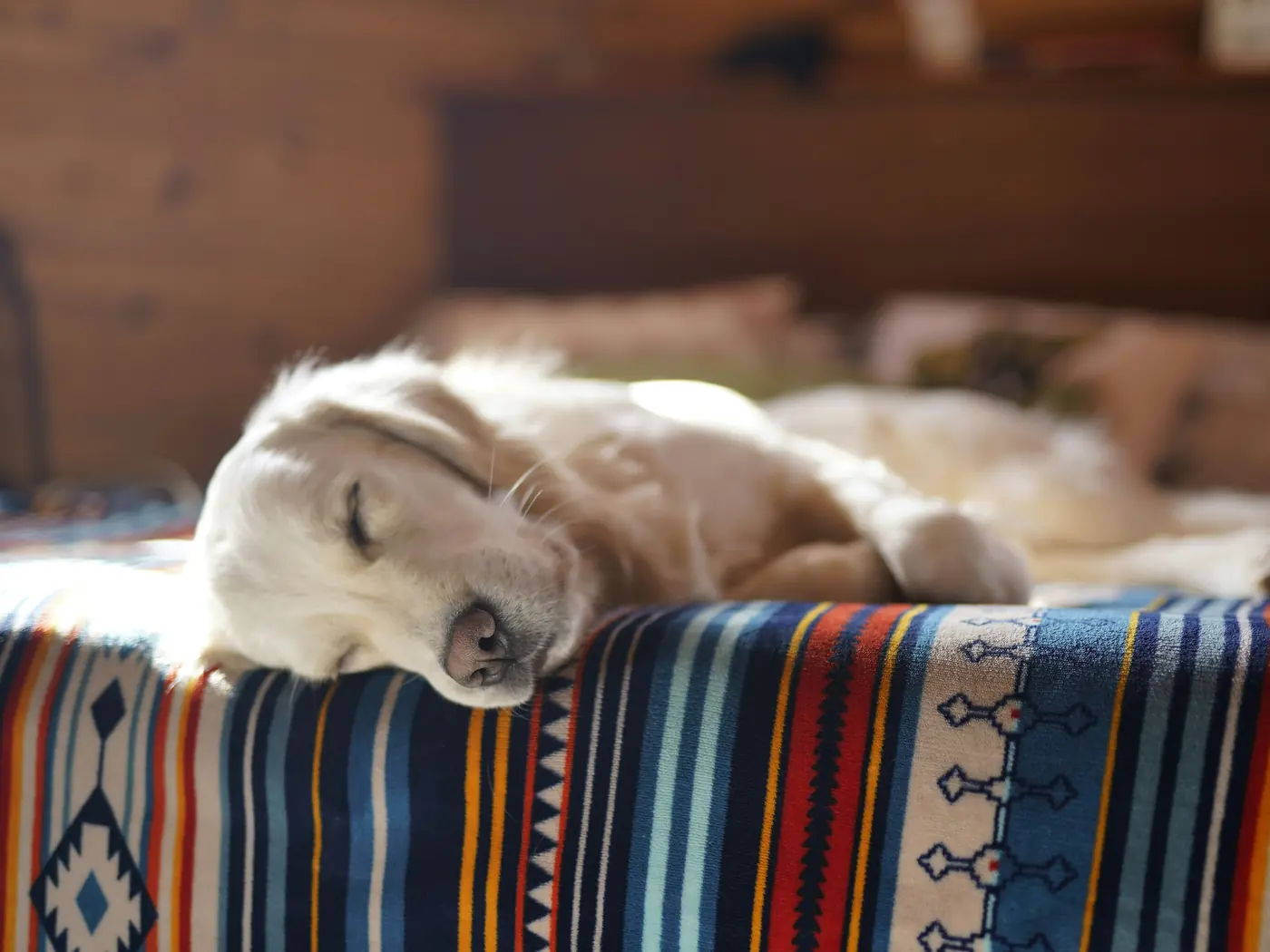 A golden retriever asleep on a striped blanket