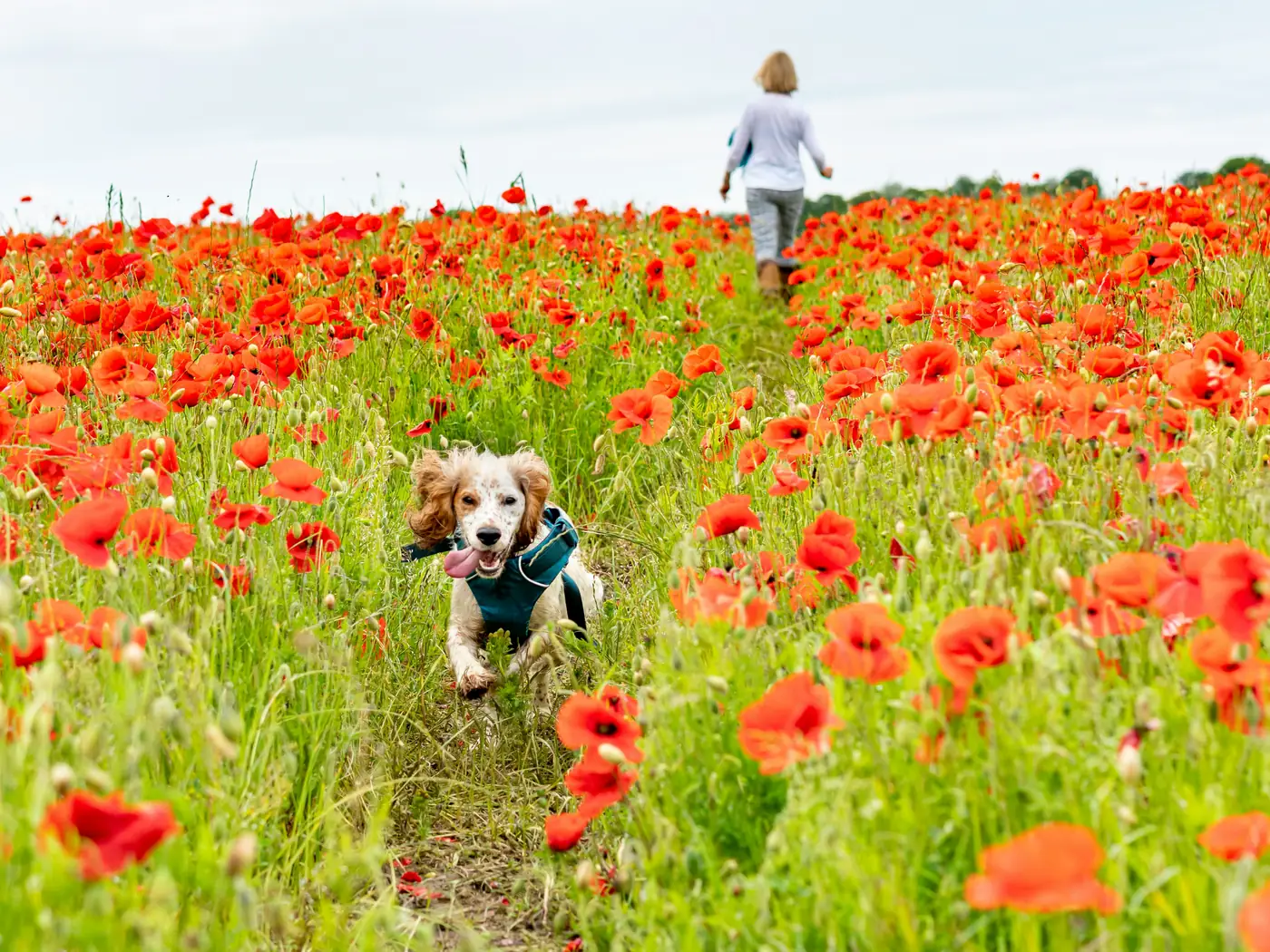 A spaniel running through a poppy field with its owner walking behind